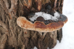 Phellinus igniarius