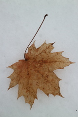 Acer platanoides