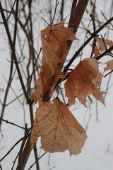Acer platanoides