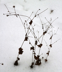 Geum urbanum