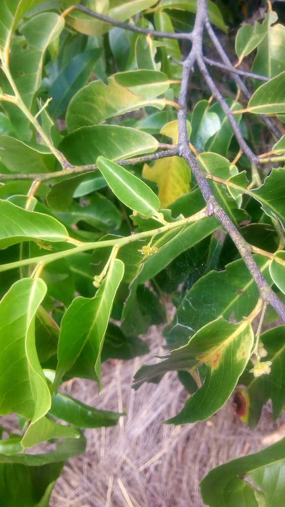 Polycardia libera