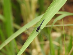 Trithemis dichroa