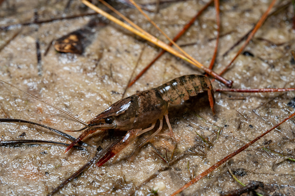 Ribbon Crayfish