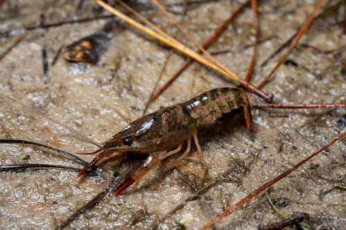 Ribbon Crayfish