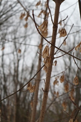 Acer negundo