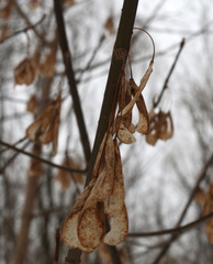 Acer negundo