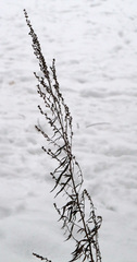 Artemisia vulgaris