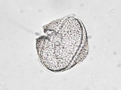 Protoperidinium
