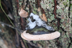 Phellinus igniarius