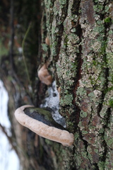 Phellinus igniarius