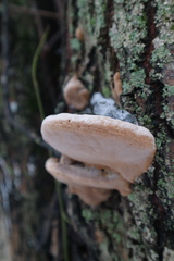 Phellinus igniarius