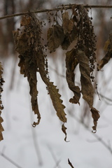 Urtica dioica