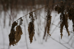 Urtica dioica