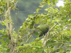 Tauraco persa zenkeri