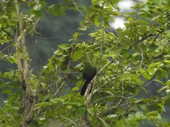 Tauraco persa zenkeri