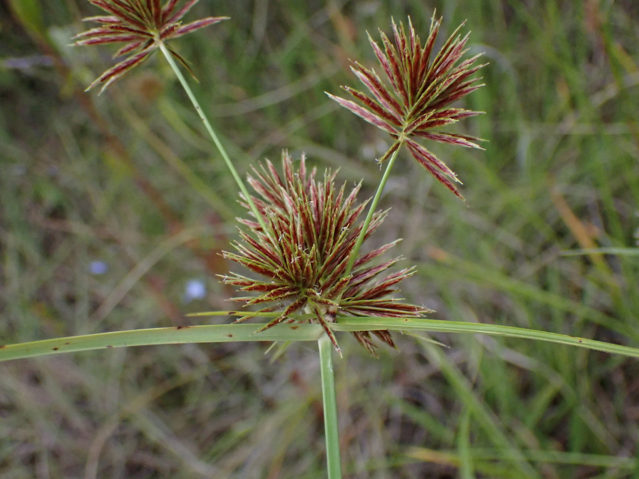(c) David Hoare, certains droits réservés (CC BY-NC) https://www.inaturalist.org/observations/68561522
