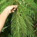 Robrichia schomburgkii - Photo (c) Daniel H. Janzen. Guanacaste Dry Forest Conservation Fund.,  זכויות יוצרים חלקיות (CC BY-NC-SA)
