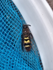 Xanthocampsomeris completa