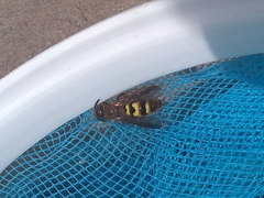 Xanthocampsomeris completa