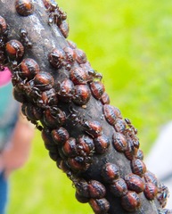 Toumeyella