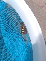 Xanthocampsomeris completa