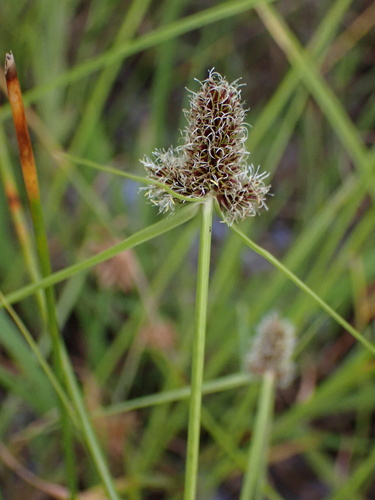 Kyllinga pulchella image