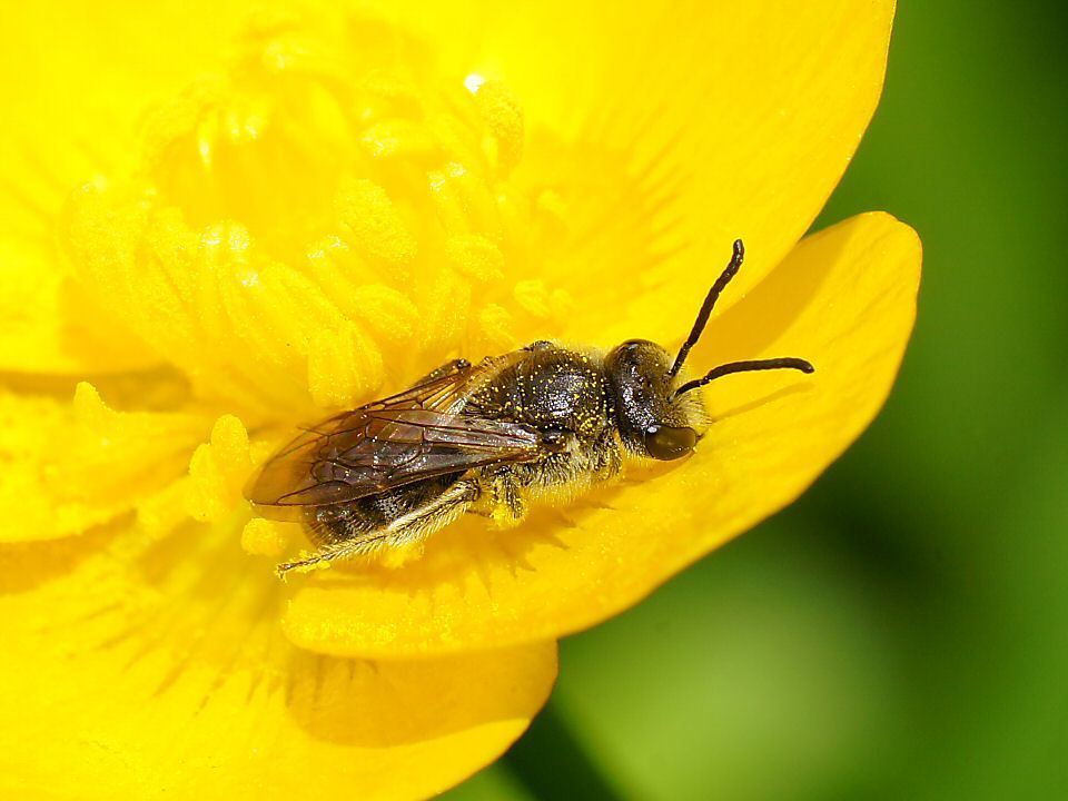 Chilalictus