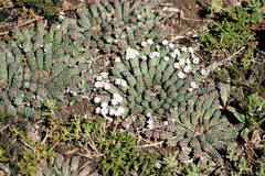 Euphorbia inermis