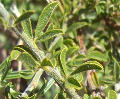 Psoralea uncinata