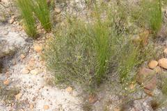 Aspalathus opaca opaca