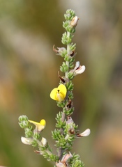 Aspalathus opaca opaca