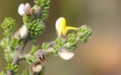 Aspalathus opaca opaca