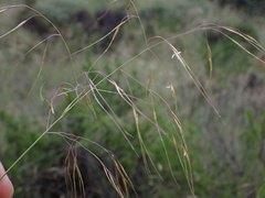Aristida diffusa