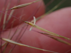 Aristida diffusa