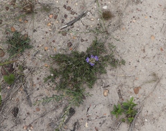 Blepharis procumbens