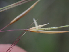 Aristida diffusa