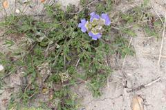 Blepharis procumbens