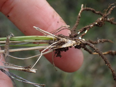 Aristida diffusa