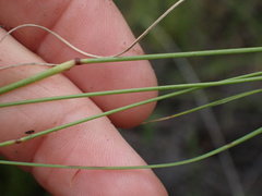 Aristida diffusa