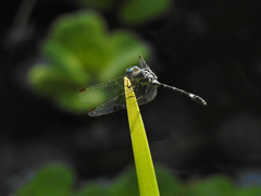 Micrathyria hypodidyma