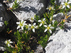 Moehringia ciliata