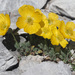Rhaetian Poppy - Photo (c) Felix Riegel, some rights reserved (CC BY-NC), uploaded by Felix Riegel