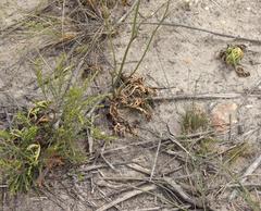 Lichtensteinia interrupta