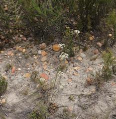 Lichtensteinia interrupta