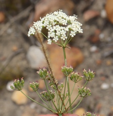 Lichtensteinia interrupta