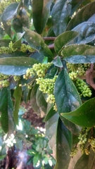 Antidesma madagascariense