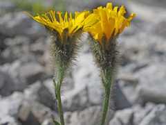 Scorzoneroides montana