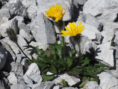 Scorzoneroides montana