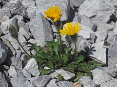 Scorzoneroides montana