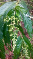 Bertiera longithyrsa